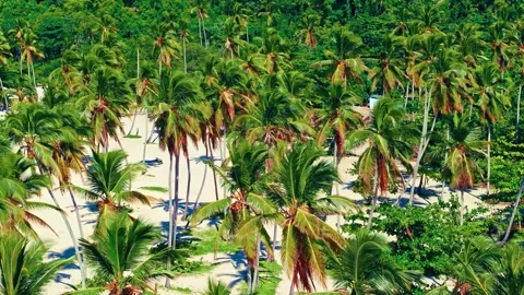 Green coconut palm trees background on beautiful tropical sandy beach. Stock Footage 283114386