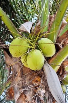 Green coconut Stock Photos