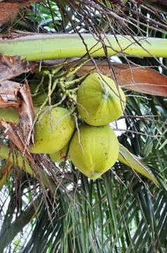 Green coconut Stock Photos