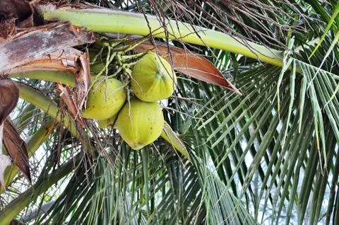 Green coconut Stock Photos