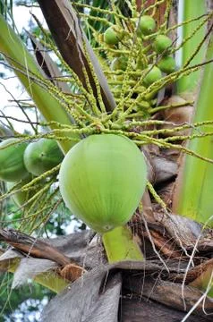 Green coconut Stock Photos