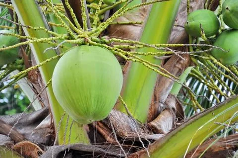 Green coconut Stock Photos