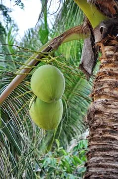 Green coconut Stock Photos