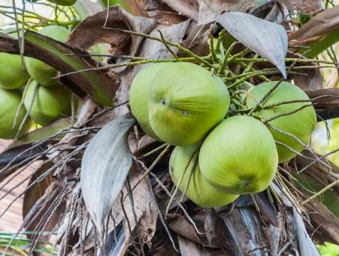 Green coconut Stock Photos