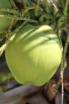 Green coconut Stock Photos