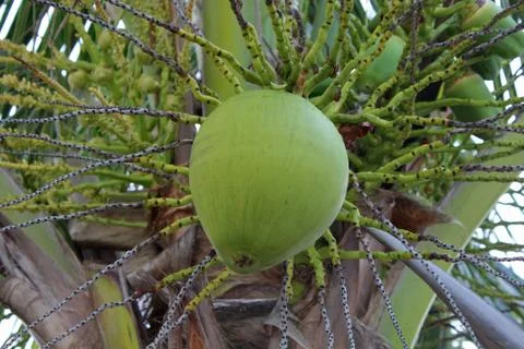 Green coconut Stock Photos