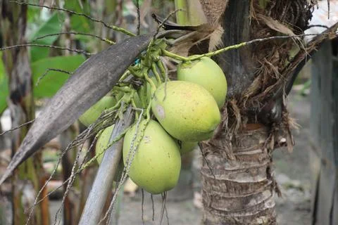 Green coconut Stock Photos
