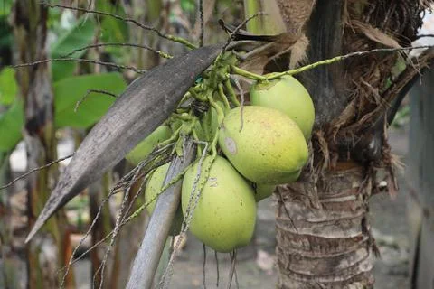 Green coconut 写真素材