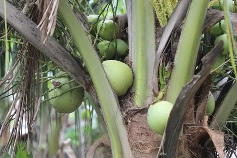 Green coconut 写真素材
