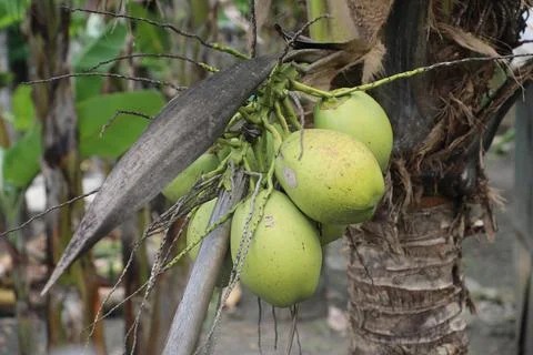 Green coconut Foto stock