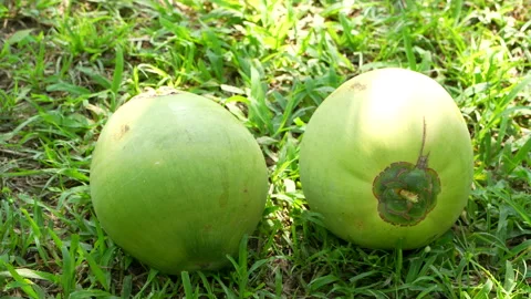 Green Coconut Rolling and Hitting Another on Grass in Vietnam Stock Footage 327119767