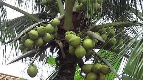Green coconut tree and some bunch of coconut fruit Video stock 122810961