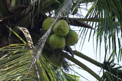 Green coconut tree on the beach Stock Photos