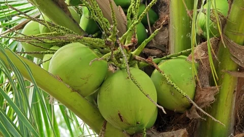 Green Coconut on the Tree. Stock Footage 310612606