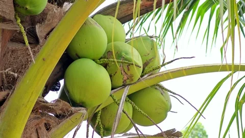 Green Coconut on the Tree. Stock Footage 310612608