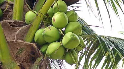 Green Coconut on the Tree. Stock Footage 310612609