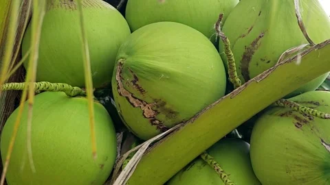 Green Coconut on the Tree. Stock Footage 310612613