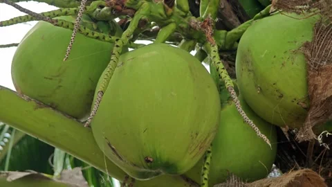 Green Coconut on the Tree. Video stock 310612619