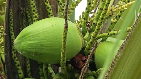 Green Coconut on the Tree. Stock Footage 310612632
