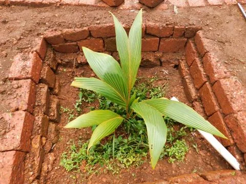 Green Coconut tree leaf inside the pit Stock Photos
