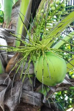 Green coconut at tree Stock Photos