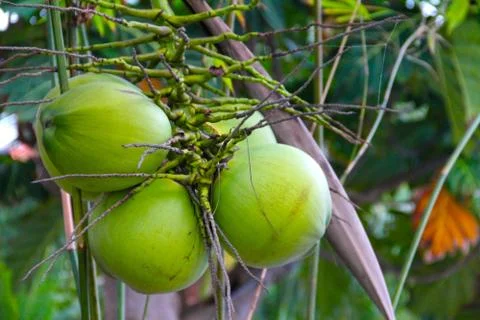 Green coconut at tree Stock Photos