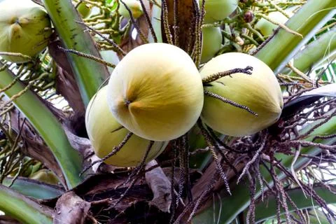 Green coconut at tree Stock Photos