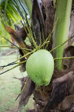 Green coconut at tree Stock Photos