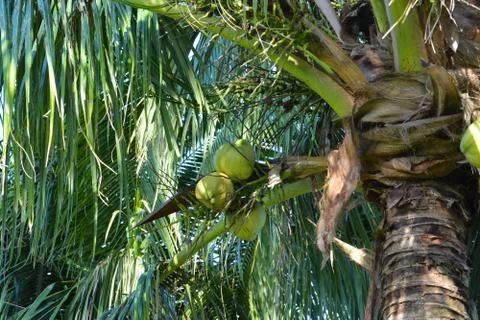 Green coconut on the tree Stock Photos
