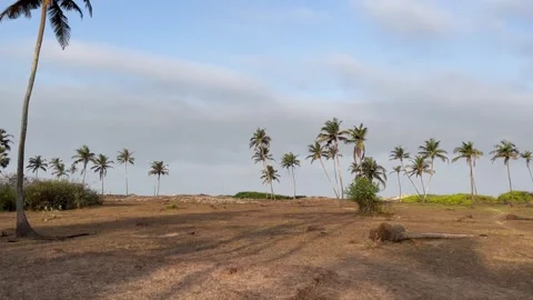 Green Coconut Trees And Clouds On blue Sky At Morjim Beach Goa Pernem Goa India. Stock Footage 274650573