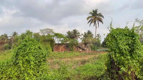 Green Coconut Trees And Clouds On blue Sky At Morjim Beach Goa INDIA. Stock Footage 274650748