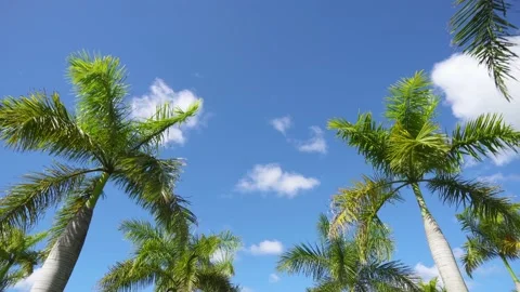 Green coconut trees on a background of blue sky bottom view. Stock Footage 150384744