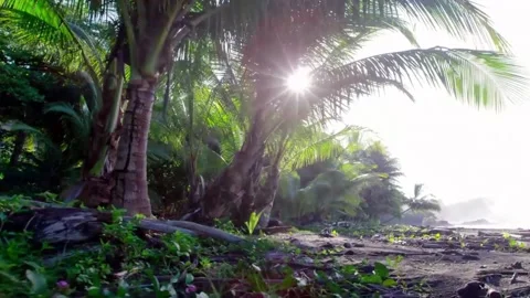 Green coconut trees grow on the edge of the beach in the soft rays of the sun Stock Footage 145355732