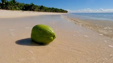 GREEN COCONUT WITH TROPICAL WAVES LAPPING AGAINST IT IN SLOMOTION Video stock 240411264