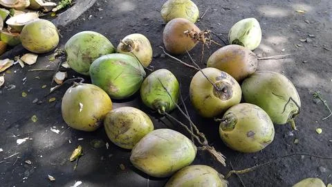 Green coconuts are ready to be used as a refreshing drink Stock Photos