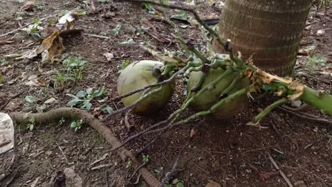 Green coconuts attached to a stalk resting on the ground near a tree trunk Stock Footage 333182913