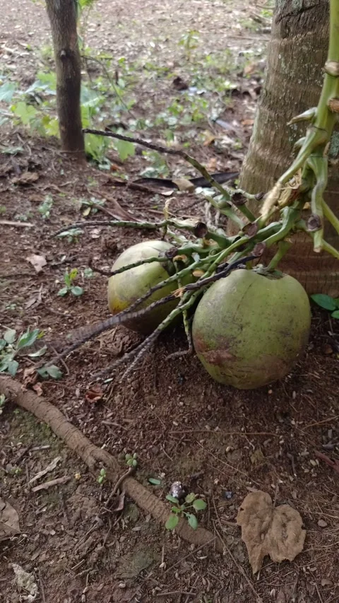 Green coconuts attached to a stalk resting on the ground near a tree trunk Vidéo 333182914