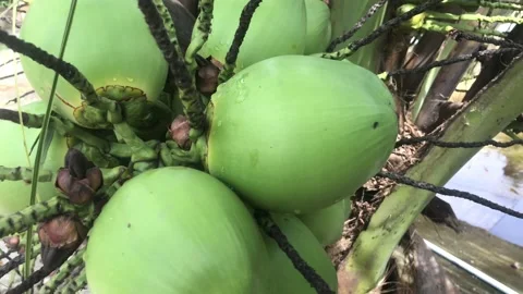 Green coconuts Stock Footage 220717278