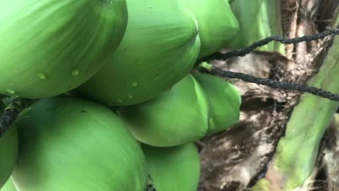 Green coconuts Stock Footage 220717355