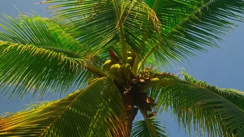 Green coconuts grow beneath broad palm fronds in Michoacan, Mexico Stockbeeldmateriaal 345337171
