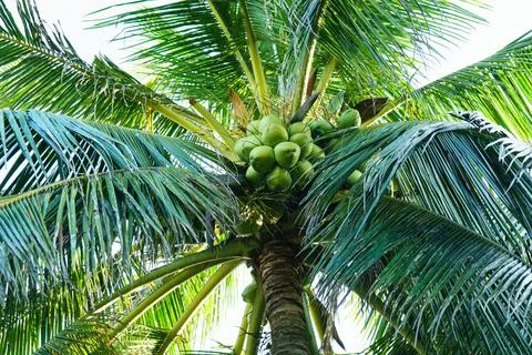 Green coconuts grow on the palm tree Stock Photos