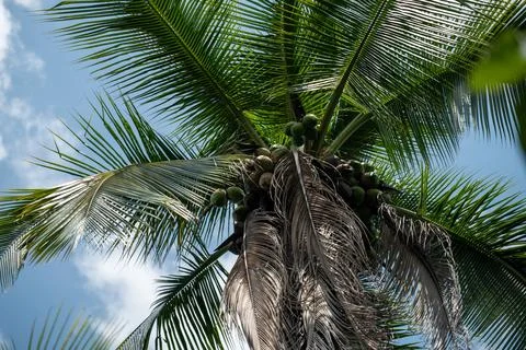 Green Coconuts growing on a tree Stock-Fotos