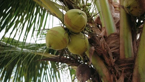 Green coconuts hanging from palm tree branches, within lush tropical vegetation Stock Footage 317048862