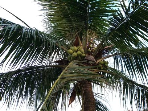 Green coconuts hanging from the tree. Natural background Stock Photos