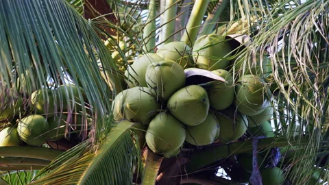 Green coconuts hanging on tropical palm tree Video stock 336563366