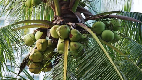 Green coconuts hanging on a tropical palm tree Video stock 336564868