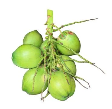 Green coconuts isolate Stock Photos