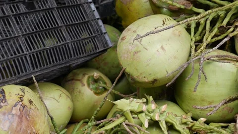 Green coconuts with long stems rest on plastic crates, stacked for sale at a Stock Footage 313668555