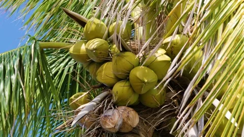 Green coconuts on a Mexican palm tree Stock Footage 178001568