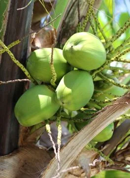 Green coconuts on the palm Stock Photos